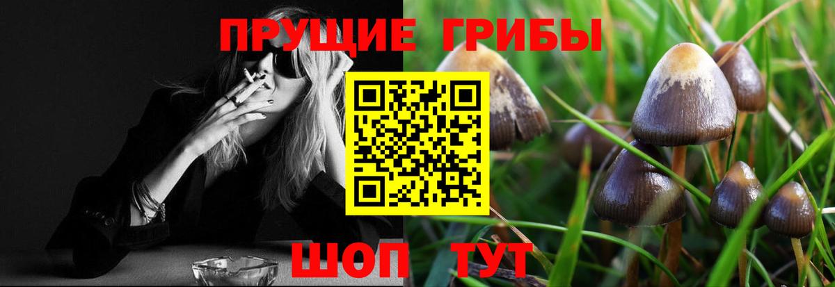 Галлюциногенные грибы Psilocybine cubensis Киржач